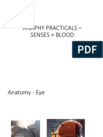 Anaphy Practicals - Senses + Blood