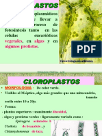 Cloroplastos