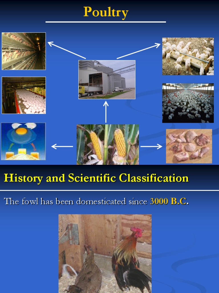 Chapter 6 Poultry Production PDF Rooster Chicken
