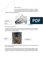 Anatomía Del Sisitema Digestivo