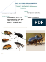 orden-coleoptera-en-pdf (2)[262].docx