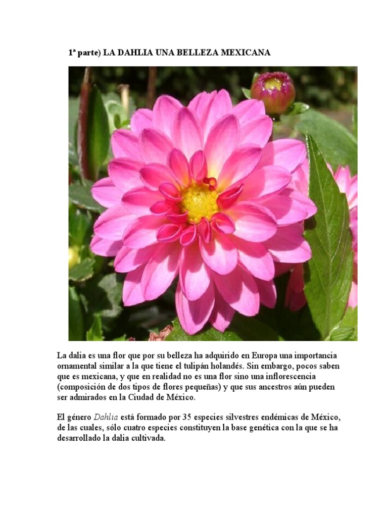 La Dahlia Una Belleza Mexicana | PDF | Botánica | Plantas