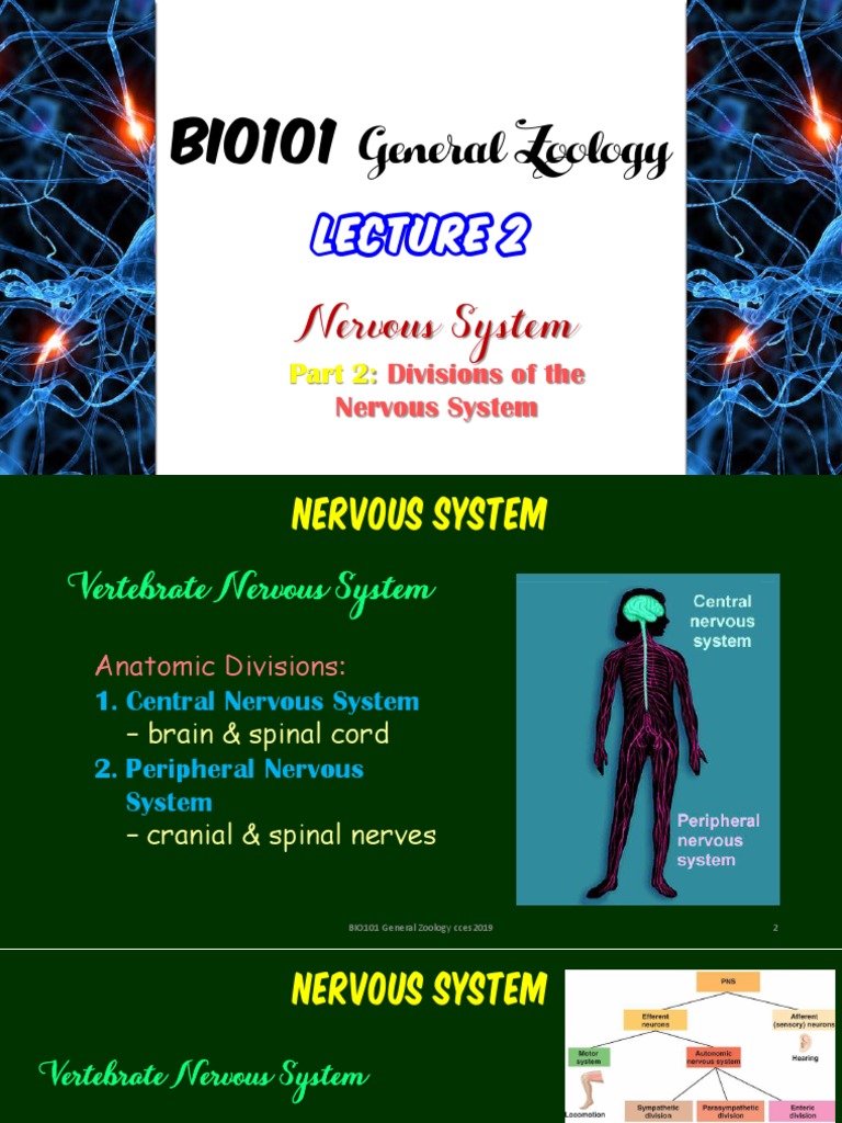Divisions of the Vertebrate Nervous System | PDF | Brainstem | Nervous ...