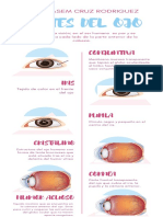 Partes Del Ojo: Conjuntiva