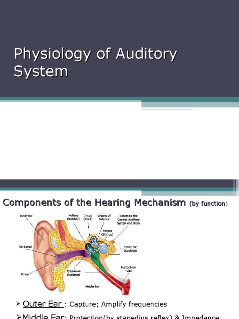 Physiology of Auditory System | Download Free PDF | Ear | Auditory System