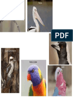 Different Bird Beaks