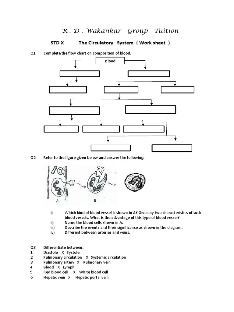 Circulatory System Worksheet for X | PDF | Circulatory System | Blood