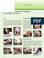 34 Patologias de Conejos PDF