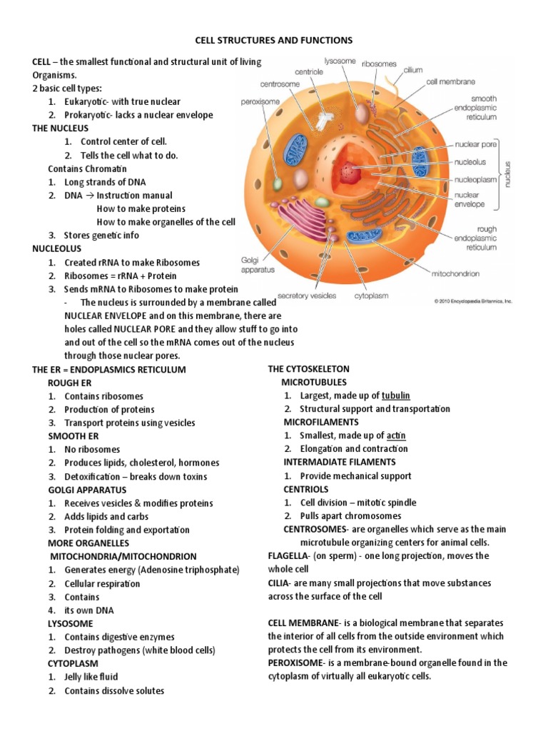 Cell Structures and Functions | PDF | Cell Nucleus | Cell (Biology)