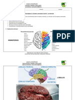 Guía Virtual 4. Sistema Nervioso, Nutrición (CON EVALUACIÓN) PDF