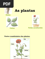 Plantas