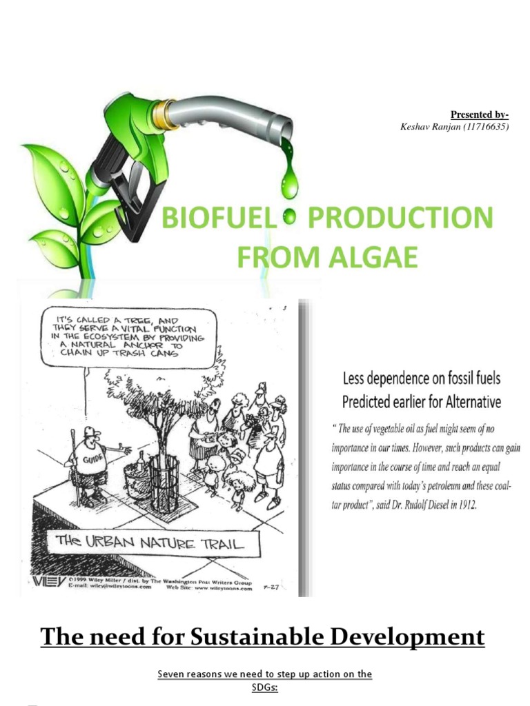 Sustainable Biofuels: Algae Insights | PDF | Algae Fuel | Biofuel