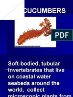 Sea Cucumbers