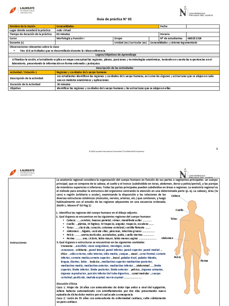 Anatomía Semana 1 PDF | PDF | Abdomen | Sistema digestivo humano