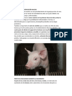 CUIDADO DEL LECHÓN RECIEN NACIDO.docx