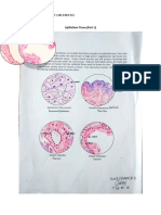 Epithelium Tissue Part 1 & 2