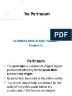 The Perineum: Dr:Ahmed Ibrahim Abdi (Nawawi) Anatomist
