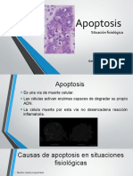 García Vásquez René Apoptosis Fisiológica