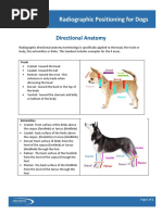 Canine Anatomical Directional Terms | PDF | Anatomical Terms Of Motion ...