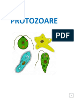 protozoare