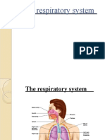 The respiratory system: structures, functions, and diseases