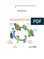 Metamorfosis 3 Septiembre