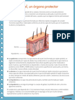 La Piel, Un Órgano Protector PDF