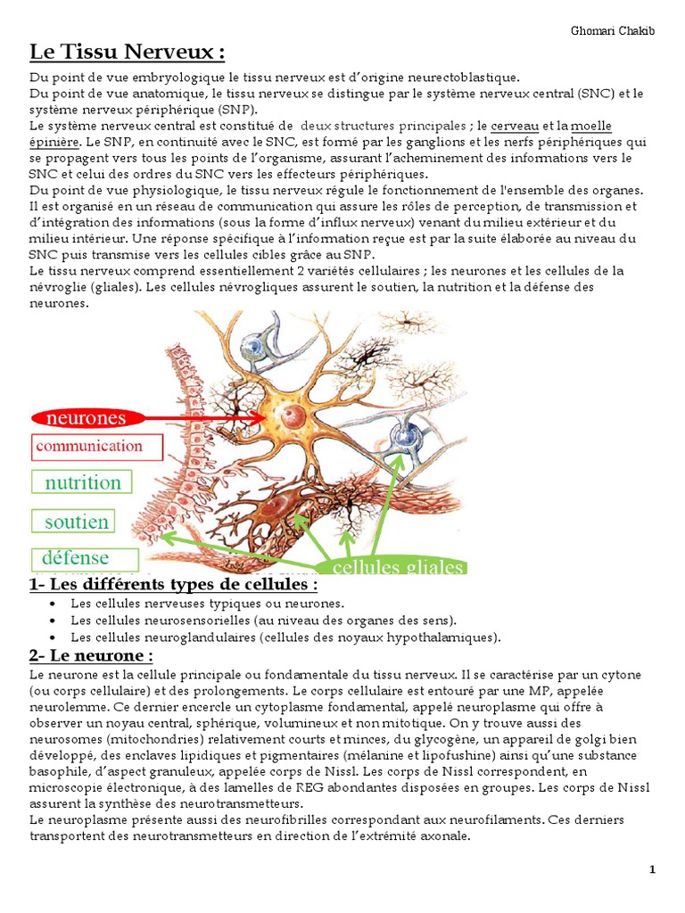 Anatomie et physiologie du tissu nerveux | PDF | Nerf | Axone