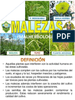 Clasificacion Botanica de Las Malezas PDF