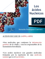 4.acidos Nucleicos