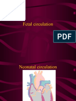 14351328-Fetal-Circulation (1).pdf