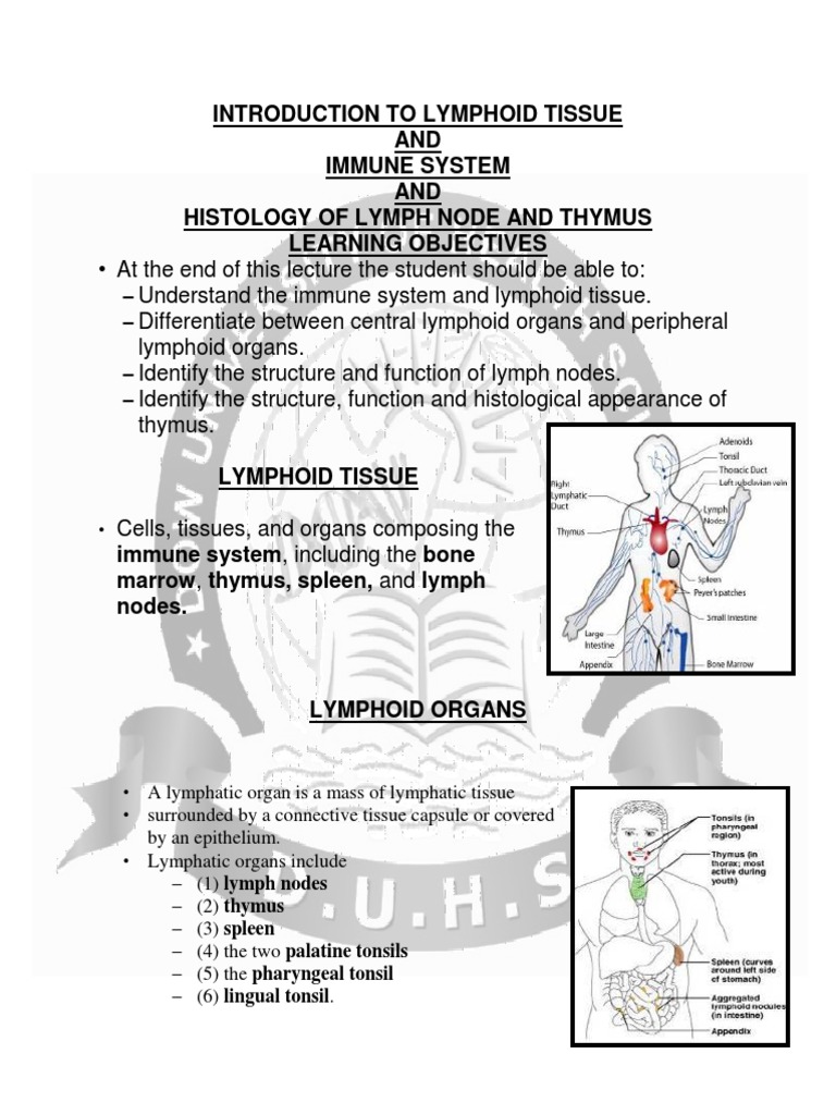 Introduction To Lymphoid Tissue Immune System Histology Of Lymph