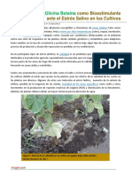 Glicina Betaina Como Bioestimulante Ante El Estres Salino en Los Cultivos PDF