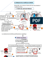 Formación Del Tabique en La Aurícula Común