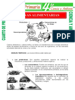 Cadena Alimentaria para Cuarto de Primaria