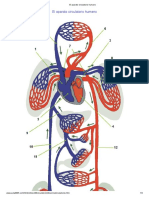 Enlace 2 Aparato Circulatorio