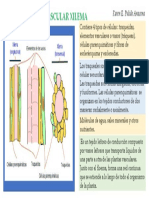 Tejidos Vegetales Xilema