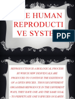 The Human Reproductive System