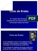 15-Ciclo Krebs
