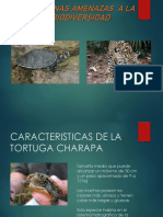 Amazonas Amenazas A La Biodiversidad PDF
