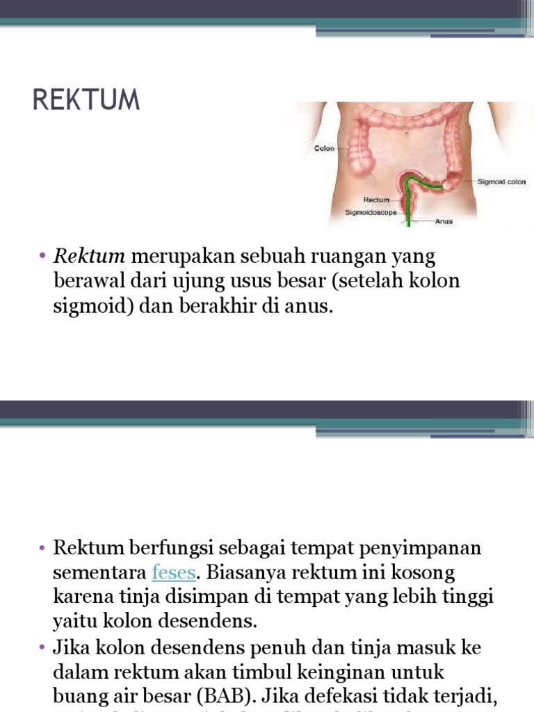 Sistem Pencernaan (REKTUM) | PDF