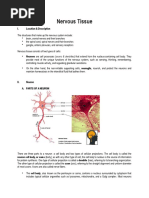 Labeled Neuron Diagram Instructions | PDF | Axon | Myelin