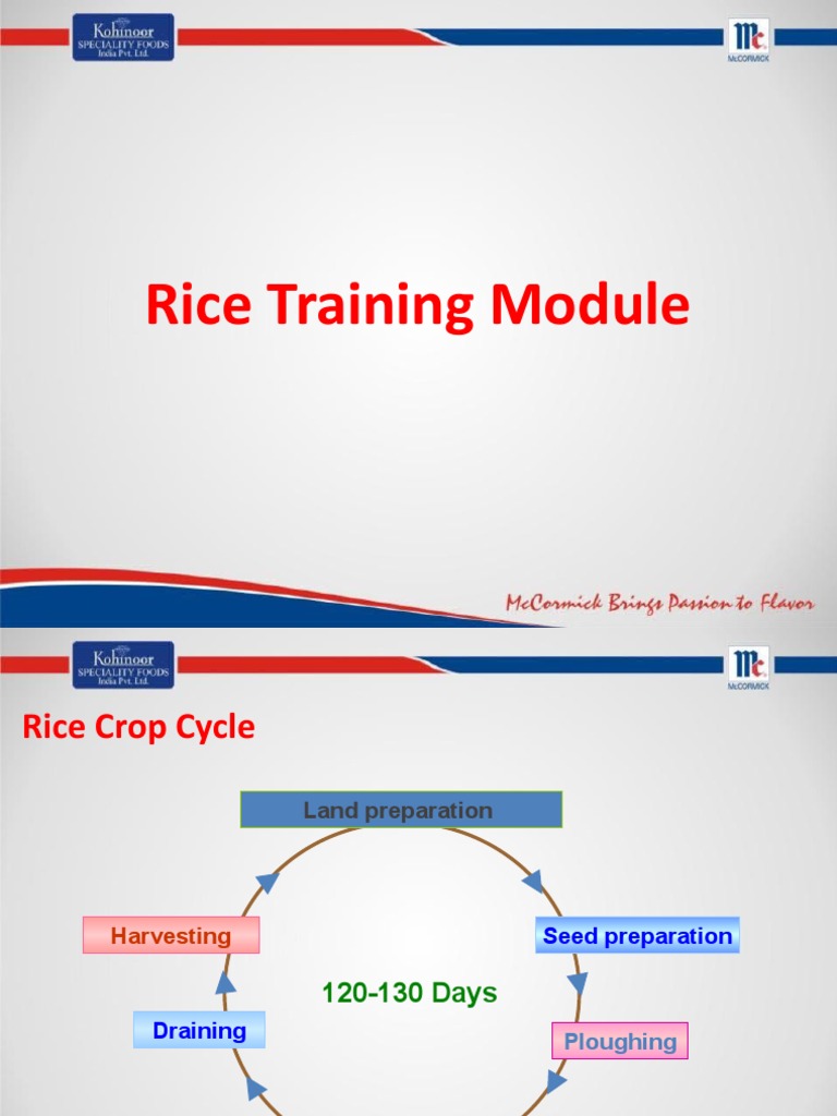 Rice Production and Processing Guide | PDF | Rice | Food Ingredients