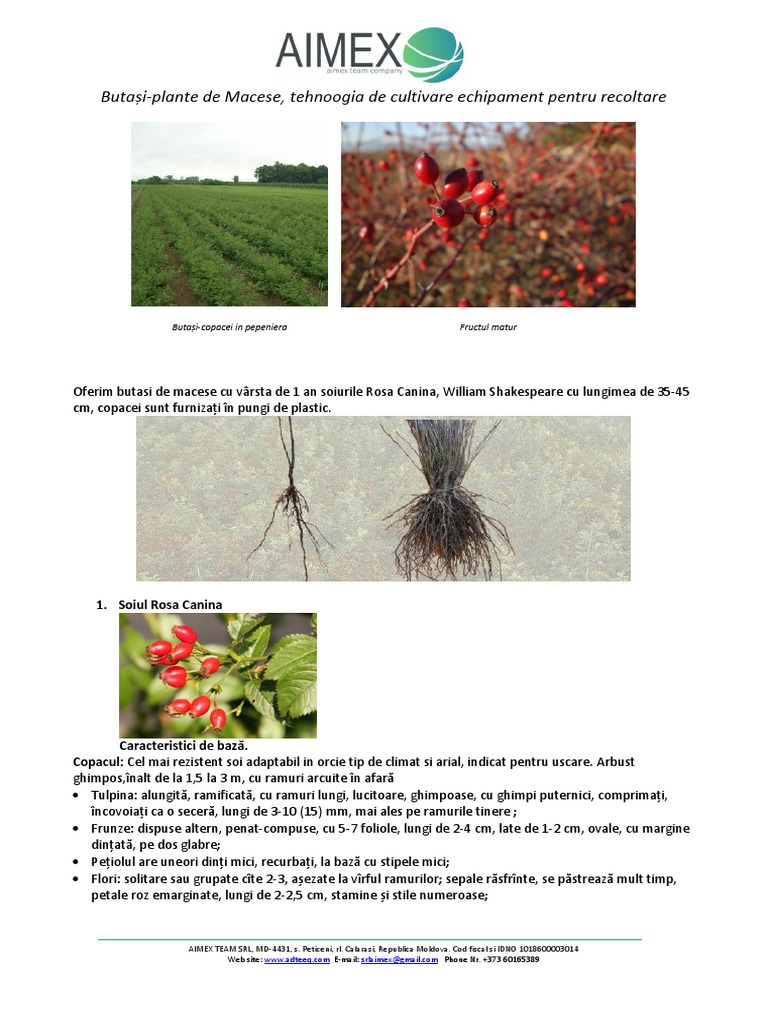 Descriere Tehnica Butași-Plante de Macese | PDF