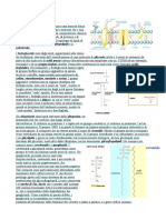 Cap. 7 Membrana Plasmatica