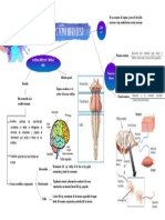 Sistema Nervioso PDF