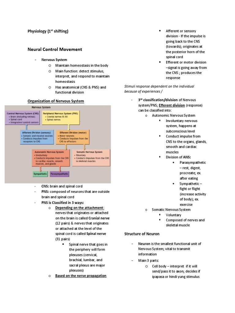 Physiology First Shifting | PDF | Chemical Synapse | Motor Neuron