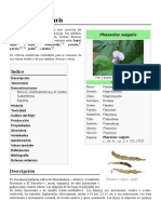 Phaseolus Vulgaris