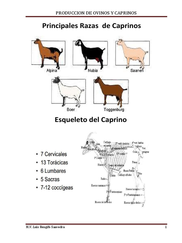 Anatomía de Ovinos y Caprinos | PDF