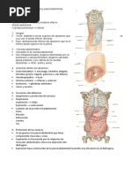 Anatomía del Abdomen y Pelvis | PDF | Abdomen | Sistema digestivo humano